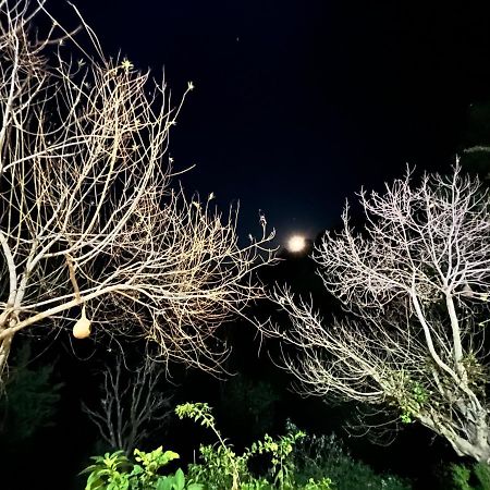 The Asgard Kasauli Bed and Breakfast Buitenkant foto