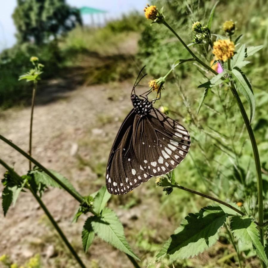 The Asgard Kasauli Bed and Breakfast Buitenkant foto