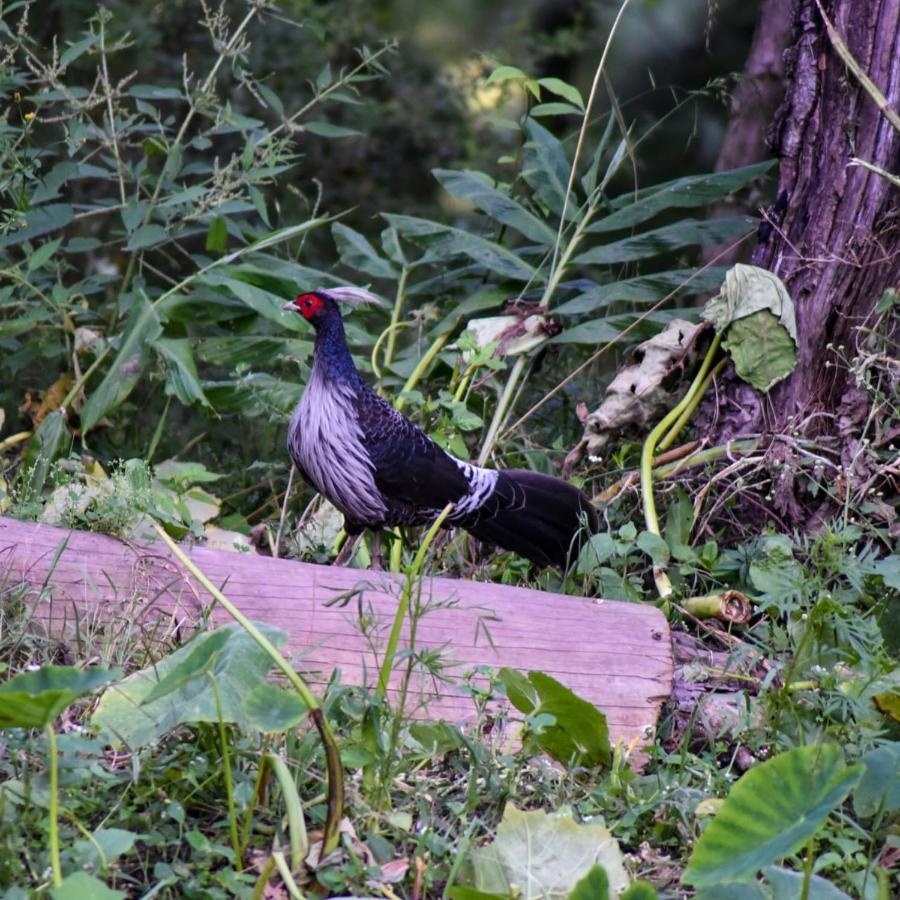 The Asgard Kasauli Bed and Breakfast Buitenkant foto