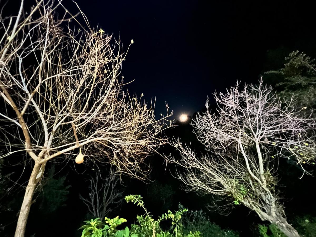 The Asgard Kasauli Bed and Breakfast Buitenkant foto